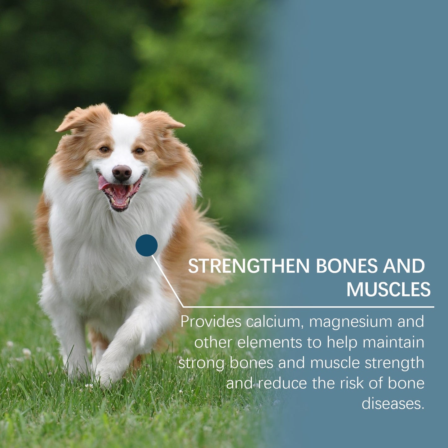 Yegbong Trace element tablets for dogs Supports nerve function and promotes overall health by supplementing calcium and magnesium