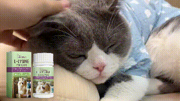 Yegbong Cat ammonia L-Lysine tablets Pet cat body care to maintain the cat's good health