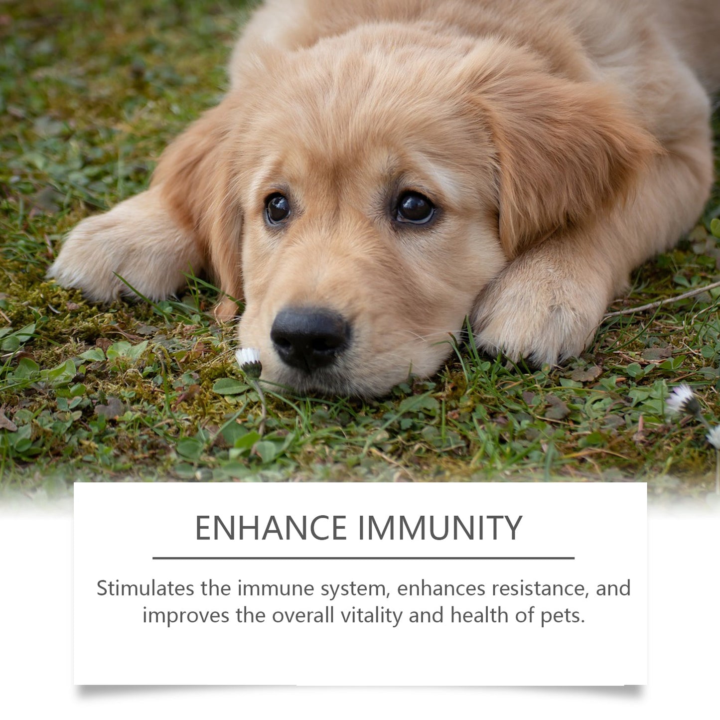 Yegbong Food supplements for dogs Immune-boosting dietary supplement to promote dog vitality and health