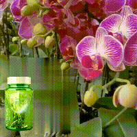 Yegbong Plant Nutrients Flower pot plants, lawn, green leaf plants, fertilizer, root growth nutrient