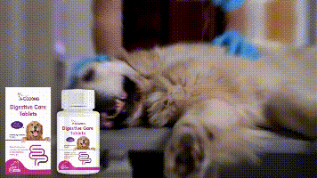 Yegbong Probiotic tablets for dogs Improve intestinal health, balance digestion and absorption, pet nutritional supplements