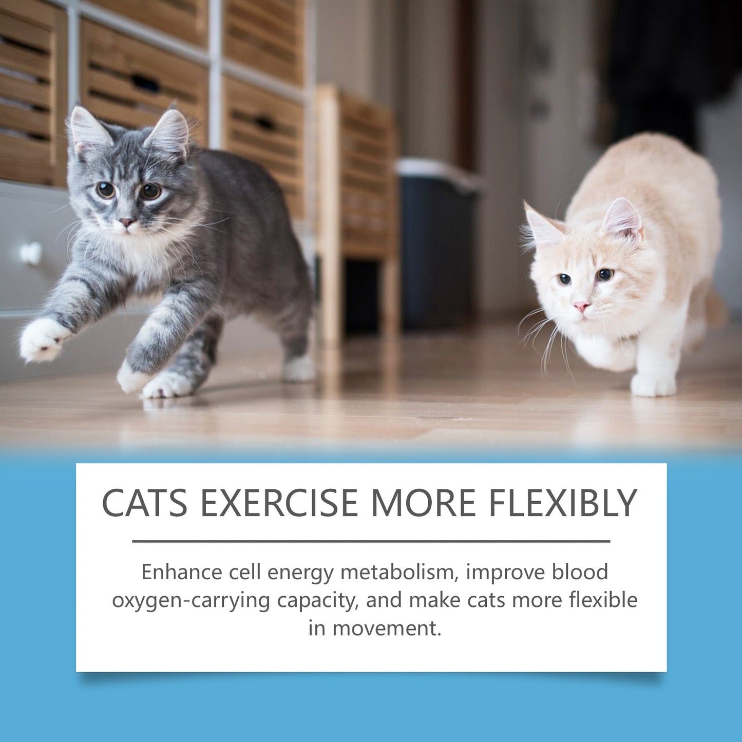 Yegbong Coenzyme tablets for cats Coenzyme specifically designed to protect the health and vitality of cats Q10Absorbent Nutritional Supplement