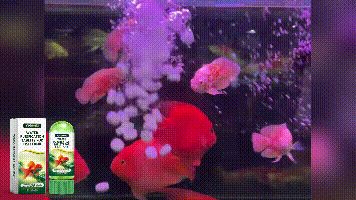 Yegbong Fish tank water purification tablets Specialized water quality cleaner for deodorization, algae removal, and sludge elimination to clear fish ponds