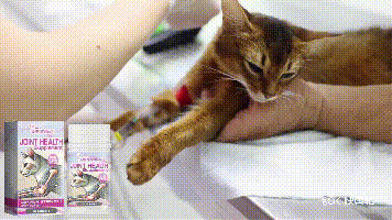 Yegbong Joint care tablets for cats Pet Cat Joint Care: Protecting and Maintaining Pet Joint Health